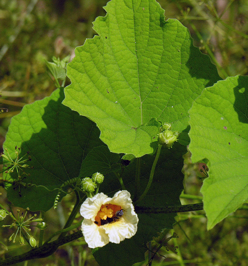 large-leaved vine in the Liparamba area Momordica foetida cucurbitaceae