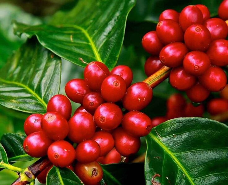 coffee