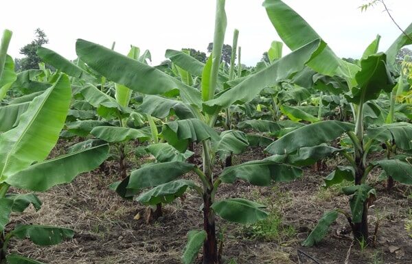 banana