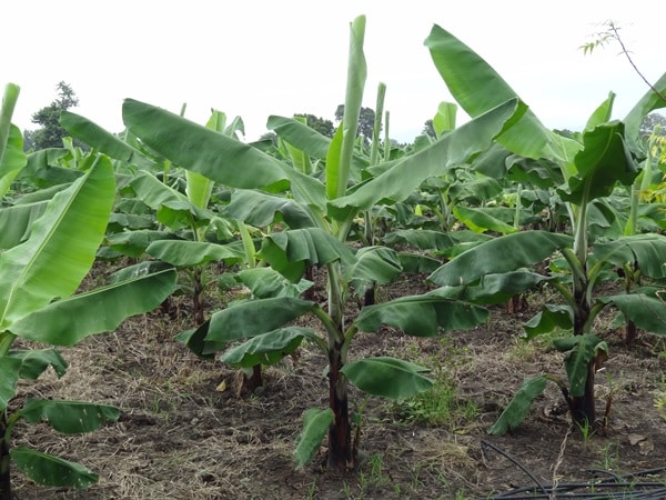 banana